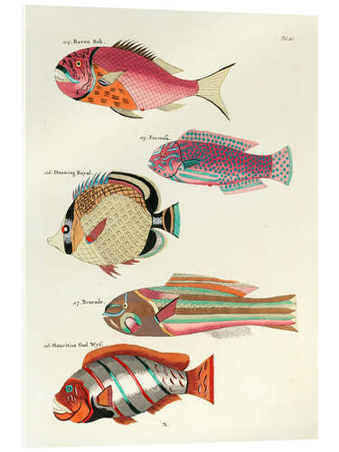 Acrylic print Fishes - Vintage Plate 61