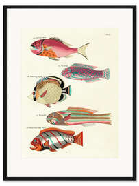 Gerahmter Kunstdruck Fische - Vintage Plate 61