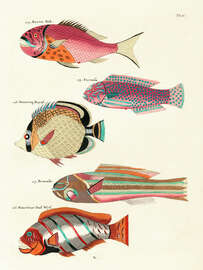 Magnettafel Fische - Vintage Plate 61