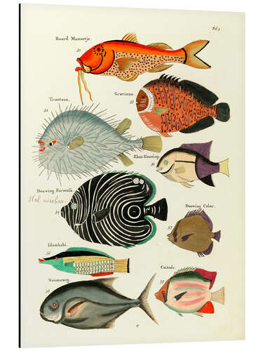 Stampa su alluminio Fishes - Vintage Plate 29