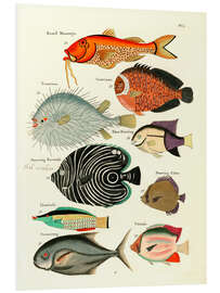 Bilde på skumplate Fishes - Vintage Plate 29