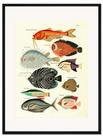 Gerahmter Kunstdruck Fische - Vintage Plate 29