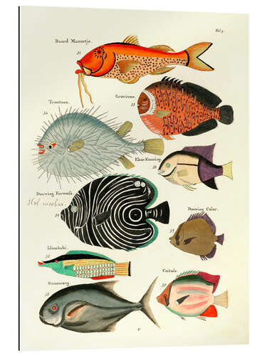 Gallery Print Fische - Vintage Plate 29