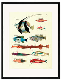Gerahmter Kunstdruck Fische - Vintage Plate 25