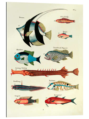 Galleriprint Fishes - Vintage Plate 25