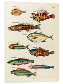 Foam board print Fishes - Vintage Plate 31