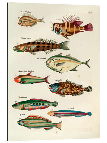 Galleritryk Fishes - Vintage Plate 31