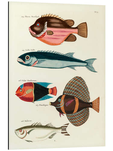 Aluminiumsbilde Fishes - Vintage Plate 57