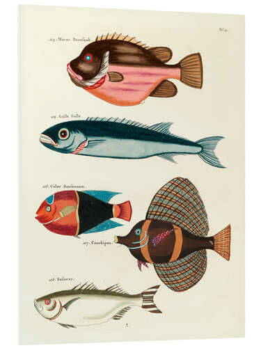 PVC print Fishes - Vintage Plate 57