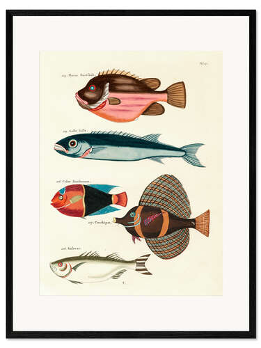 Impression artistique encadrée Poissons - Vintage Plate 57