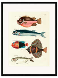 Impression artistique encadrée Poissons - Vintage Plate 57