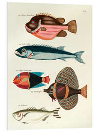 Galleritryck Fishes - Vintage Plate 57