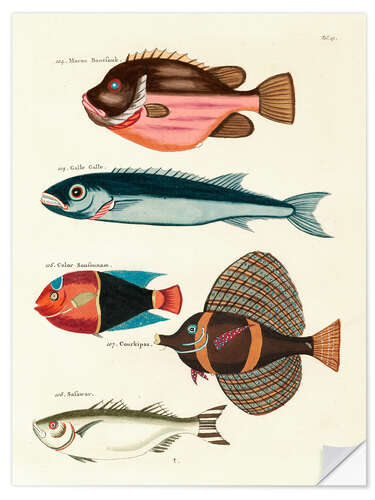 Wandsticker Fische - Vintage Plate 57