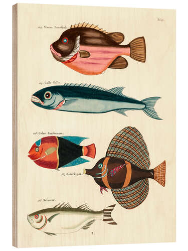 Stampa su legno Fishes - Vintage Plate 57