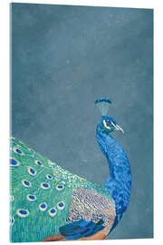 Acrylic print Peacock in Profile