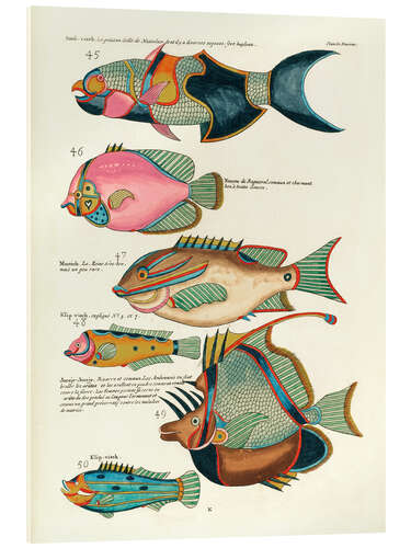 Akrylglastavla Fishes - Vintage Plate 127