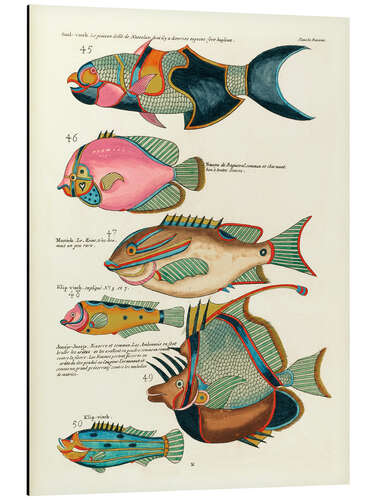 Stampa su alluminio Fishes - Vintage Plate 127