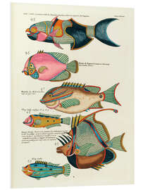 Foam board print Fishes - Vintage Plate 127