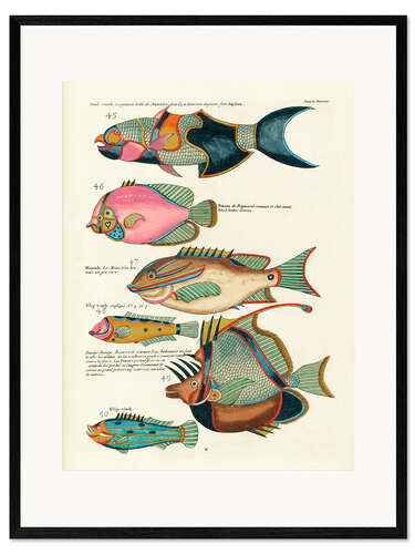 Impression artistique encadrée Poissons - Vintage Plate 127