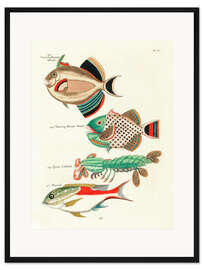 Gerahmter Kunstdruck Meerestiere - Vintage Plate 95