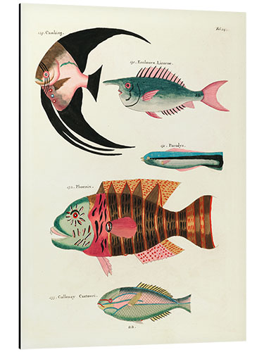 Aluminium print Fishes - Vintage Plate 067