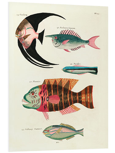 Foam board print Fishes - Vintage Plate 067