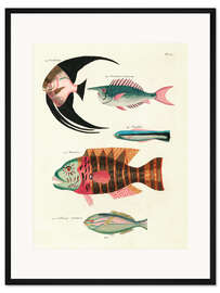 Gerahmter Kunstdruck Fische - Vintage Plate 067