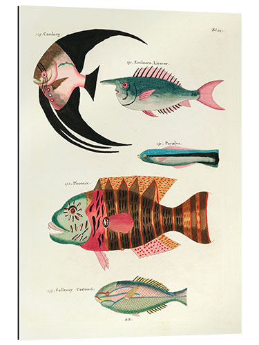 Gallery print Fishes - Vintage Plate 067