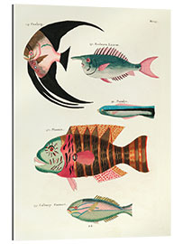 Gallery print Fishes - Vintage Plate 067