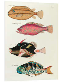 Foam board print Fishes - Vintage Plate 75