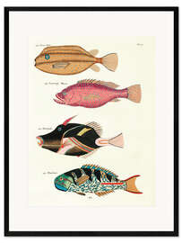 Ingelijste kunstdruk Fishes - Vintage Plate 75