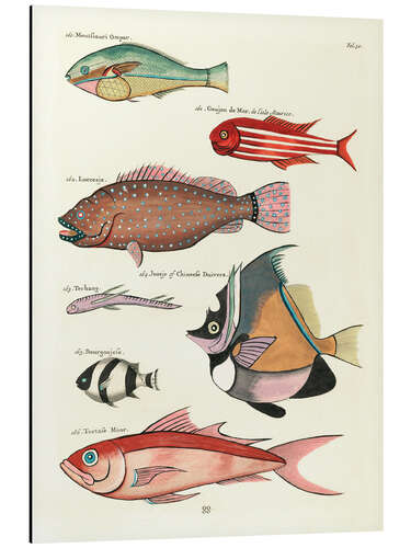 Alubild Fische - Vintage Plate 79