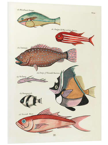 Foam board print Fishes - Vintage Plate 79