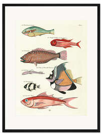 Gerahmter Kunstdruck Fische - Vintage Plate 79