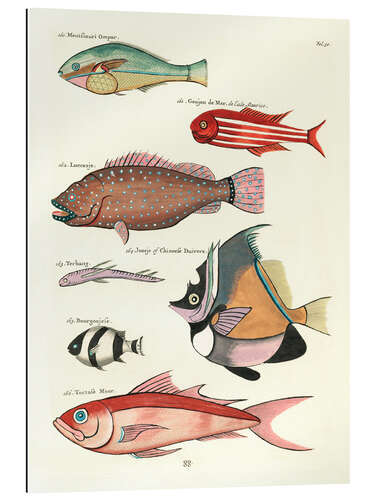 Galleritryck Fishes - Vintage Plate 79