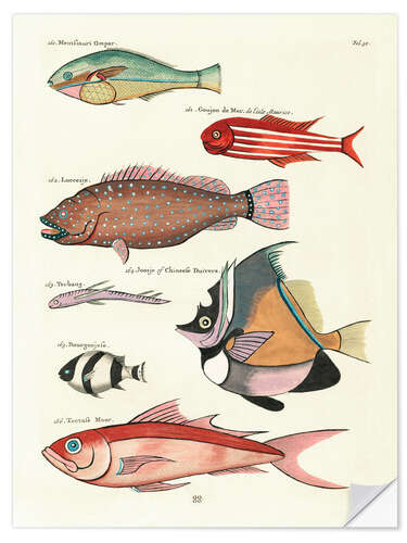 Sticker mural Poissons - Vintage Plate 79