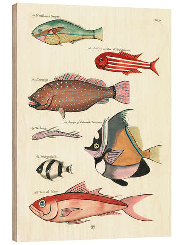 Quadro de madeira Fishes - Vintage Plate 79