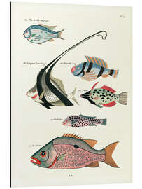 Aluminiumsbilde Fishes - Vintage Plate 81