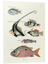 Foam board print Fishes - Vintage Plate 81