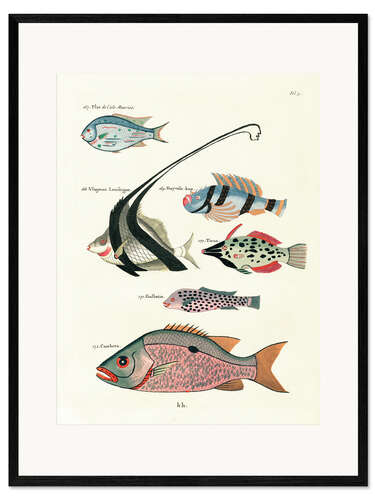 Ingelijste kunstdruk Fishes - Vintage Plate 81