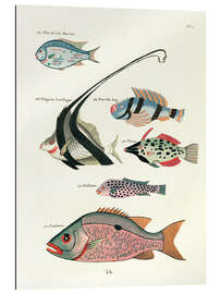 Gallery print Fishes - Vintage Plate 81