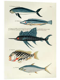 Acrylic print  Fishes - Vintage Plate 87 - Louis Renard