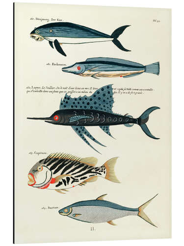 Aluminium print Fishes - Vintage Plate 87