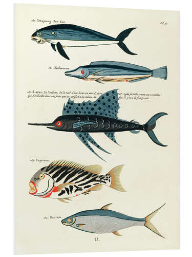 Tableau en PVC Poissons - Vintage Plate 87