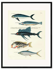 Ingelijste kunstdruk Fishes - Vintage Plate 87