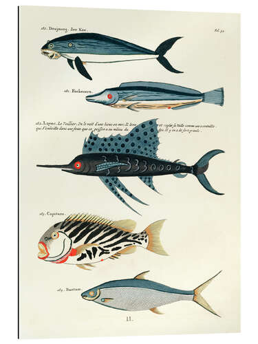 Gallery Print Fische - Vintage Plate 87