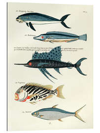 Gallery Print Fische - Vintage Plate 87