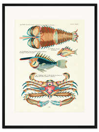 Gerahmter Kunstdruck Meerestiere - Vintage Plate 201
