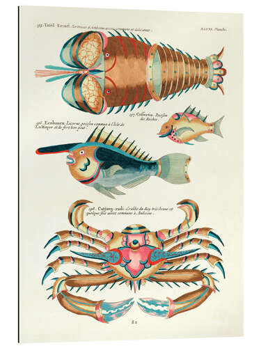 Galleritryk Sea Life - Vintage Plate 201