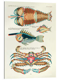 Galleriataulu Sea Life - Vintage Plate 201